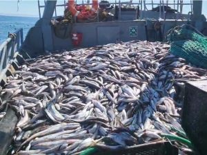 El barco Liliana trajo su producción para los santacruceños