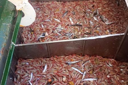 Santa Cruz, protagonista de un hito para el langostino argentino