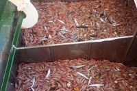 Santa Cruz, protagonista de un hito para el langostino argentino