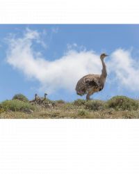 El Consejo Agrario recuerda que está prohibida la recolección de huevos de fauna silvestre