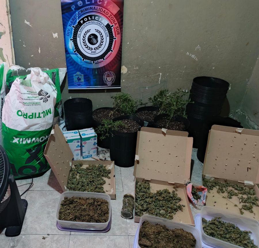 Incautan 149 plantas de marihuana en Río Gallegos: 11 personas quedaron a disposición de la justicia