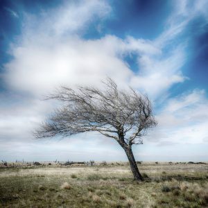 Se conocieron los ganadores del Tercer Concurso Fotográfico "Día del Árbol"