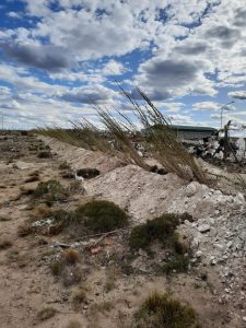Servicios Públicos recibió 2000 árboles para plantar en Puerto San Julián