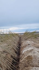 Servicios Públicos recibió 2000 árboles para plantar en Puerto San Julián