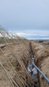Servicios Públicos recibió 2000 árboles para plantar en Puerto San Julián