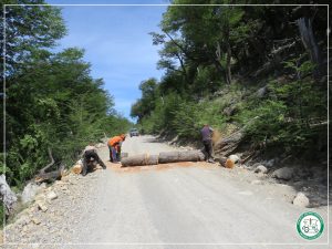 Delegación El Chaltén: Concretaron trabajos de poda y volteo de árboles peligrosos