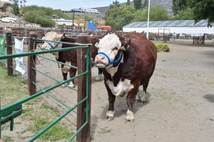El Gobierno realizó importantes anuncios en la inauguración de la 47° Exposición y Feria de la Sociedad Rural Lago Argentino