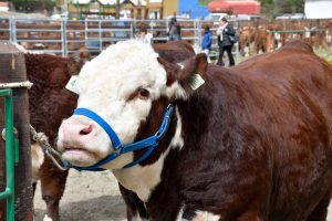 El Gobierno realizó importantes anuncios en la inauguración de la 47° Exposición y Feria de la Sociedad Rural Lago Argentino