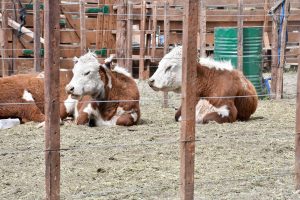 El Gobierno realizó importantes anuncios en la inauguración de la 47° Exposición y Feria de la Sociedad Rural Lago Argentino