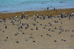 Parque Nacional Monte León, un refugio natural para la biodiversidad