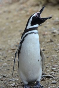 Parque Nacional Monte León, un refugio natural para la biodiversidad