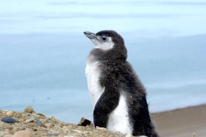 Parque Nacional Monte León, un refugio natural para la biodiversidad
