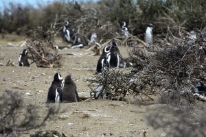 Parque Nacional Monte León, un refugio natural para la biodiversidad
