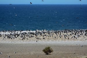 Parque Nacional Monte León, un refugio natural para la biodiversidad