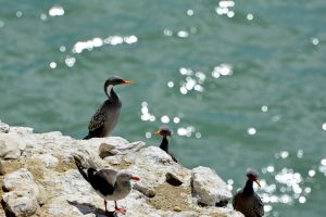 Parque Interjurisdiccional Marino Makenke: una escala imperdible por las riquezas marinas de la Patagonia