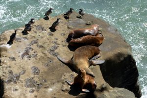 Parque Interjurisdiccional Marino Makenke: una escala imperdible por las riquezas marinas de la Patagonia