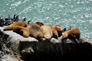 Parque Interjurisdiccional Marino Makenke: una escala imperdible por las riquezas marinas de la Patagonia