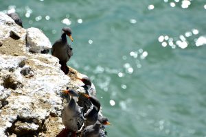 Parque Interjurisdiccional Marino Makenke: una escala imperdible por las riquezas marinas de la Patagonia