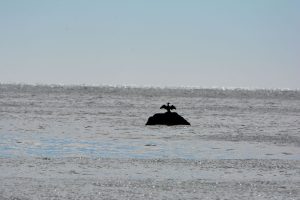 Parque Interjurisdiccional Marino Makenke: una escala imperdible por las riquezas marinas de la Patagonia