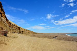 Parque Interjurisdiccional Marino Makenke: una escala imperdible por las riquezas marinas de la Patagonia