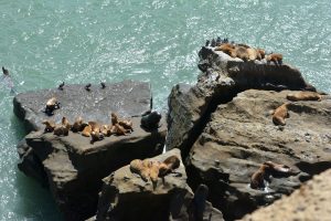 Parque Interjurisdiccional Marino Makenke: una escala imperdible por las riquezas marinas de la Patagonia