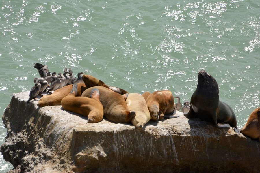 Parque Interjurisdiccional Marino Makenke: una escala imperdible por las riquezas marinas de la Patagonia