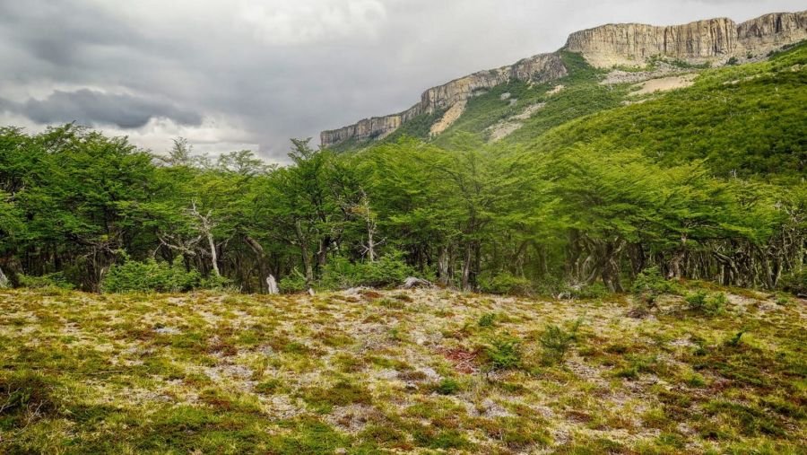 Cada 21 de marzo se conmemora el Día Internacional de los Bosques