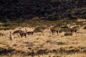 El Parque Nacional Patagonia según los turistas que lo visitan
