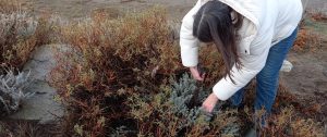 Se llevó adelante un taller de tintes naturales en El Calafate