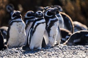 Informan el hallazgo de pingüinos magallánicos muertos por presencia de redes de pesca