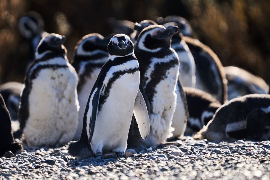 Informan el hallazgo de pingüinos magallánicos muertos por presencia de redes de pesca