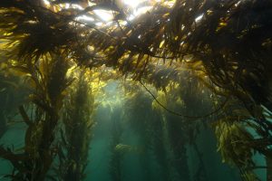 Histórico: Santa Cruz aprobó la creación del Parque Marino Monte León