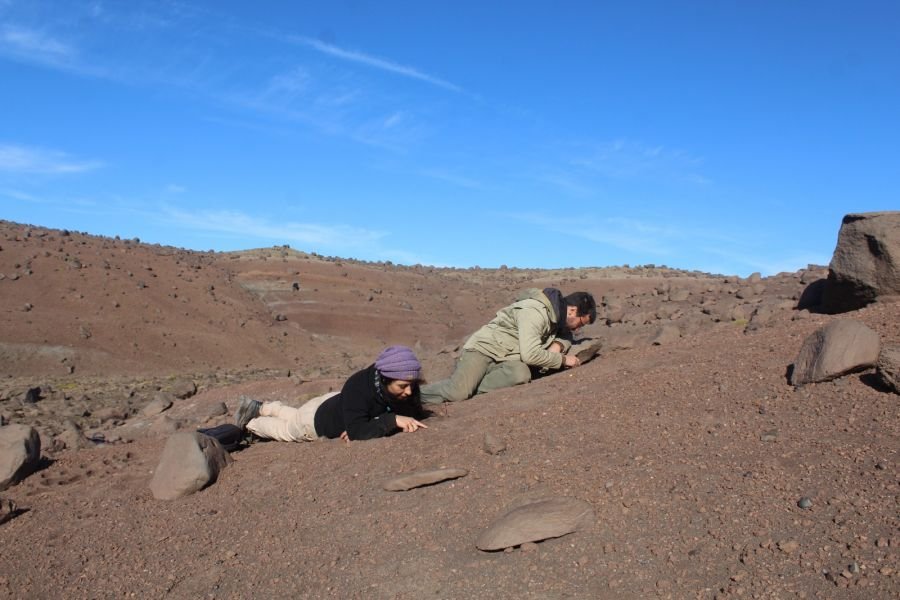 Nuevo hallazgo en El Calafate:  se trata de un lagarto de 70 millones de años