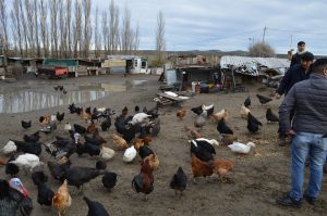 El Consejo Agrario Provincial entregó forraje a pequeños productores en chacras de Piedra Buena