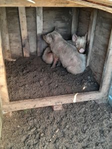 Continúa la entrega de forrajes a pequeños productores en chacras de Río Gallegos