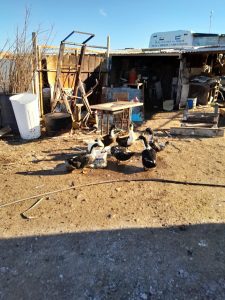 Continúa la entrega de forrajes a pequeños productores en chacras de Río Gallegos