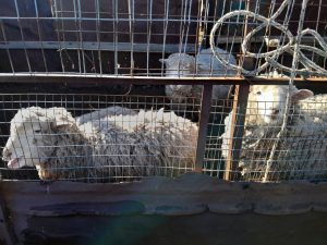 Continúa la entrega de forrajes a pequeños productores en chacras de Río Gallegos