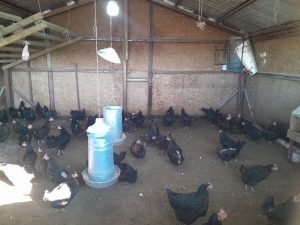 Continúa la entrega de forrajes a pequeños productores en chacras de Río Gallegos