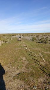 El Consejo Agrario Provincial comienza con la puesta en valor de la Reserva Cabo Vírgenes