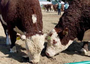 El Consejo Agrario Provincial estuvo presente en la 49ª Feria Ganadera Bovina de Santa Cruz