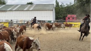 El Consejo Agrario Provincial estuvo presente en la 49ª Feria Ganadera Bovina de Santa Cruz