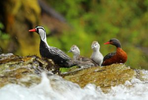 El pato de los torrentes: una especie única que habita nuestros ríos