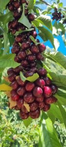 Cerezas de mi Patagonia: un fruto con identidad santacruceña