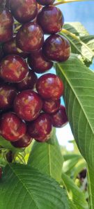 Cerezas de mi Patagonia: un fruto con identidad santacruceña
