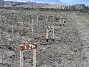 Santa Cruz ya tiene su propio viñedo en Lago Posadas