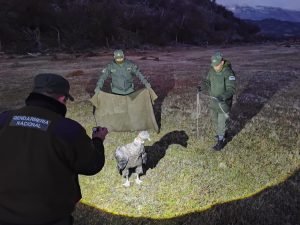 Walaq vuelve a su hábitat: Liberación del cóndor andino en 28 de Noviembre