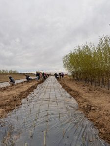 Estudiantes agropecuarios realizan sus prácticas forestales junto a FOMICRUZ
