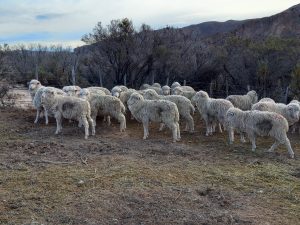 Sarna ovina: El Consejo Agrario refuerza la prevención en la etapa post-parto