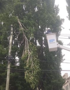 Servicios Públicos realizó intervenciones durante el temporal de viento