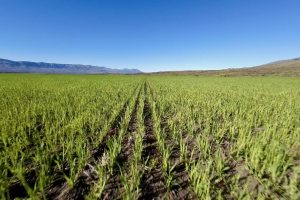 Se busca producir y procesar el grano en Santa Cruz para impulsar la cadena productiva